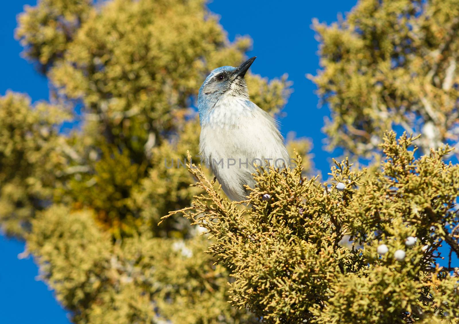 A blue bird hangs out in the picnic area looking for a handout