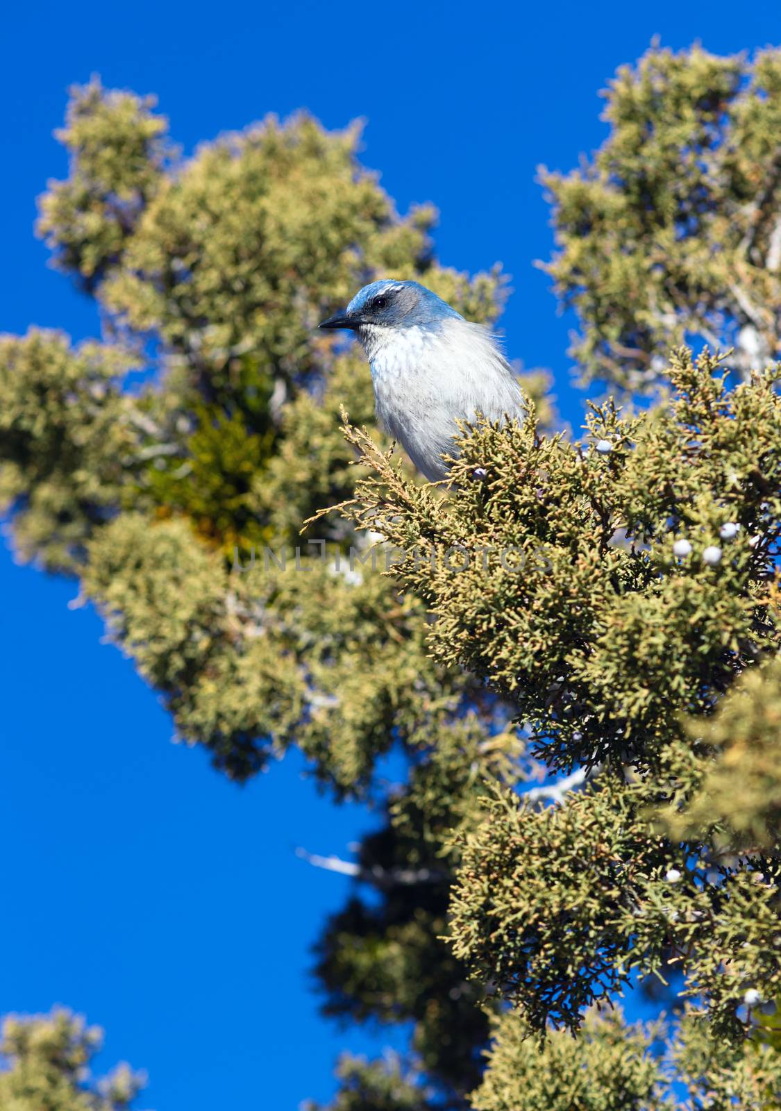 A blue bird hangs out in the picnic area looking for a handout