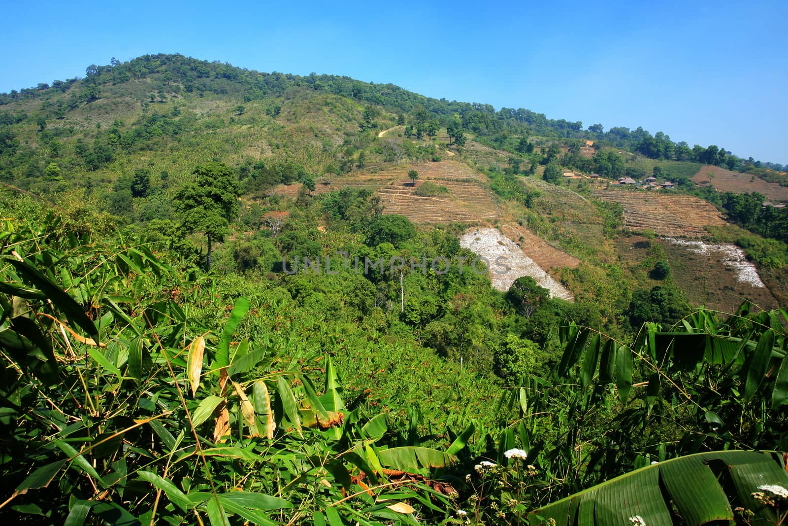 Rain forest destruction in northen of thailand by think4photop