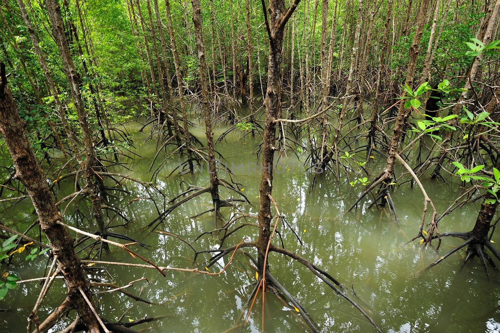 The forest mangrove at Songkra, Thailand. by think4photop