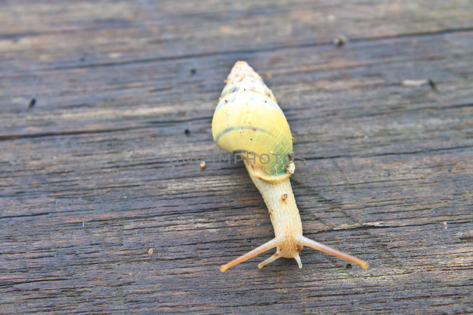 snail on the wood table in park
