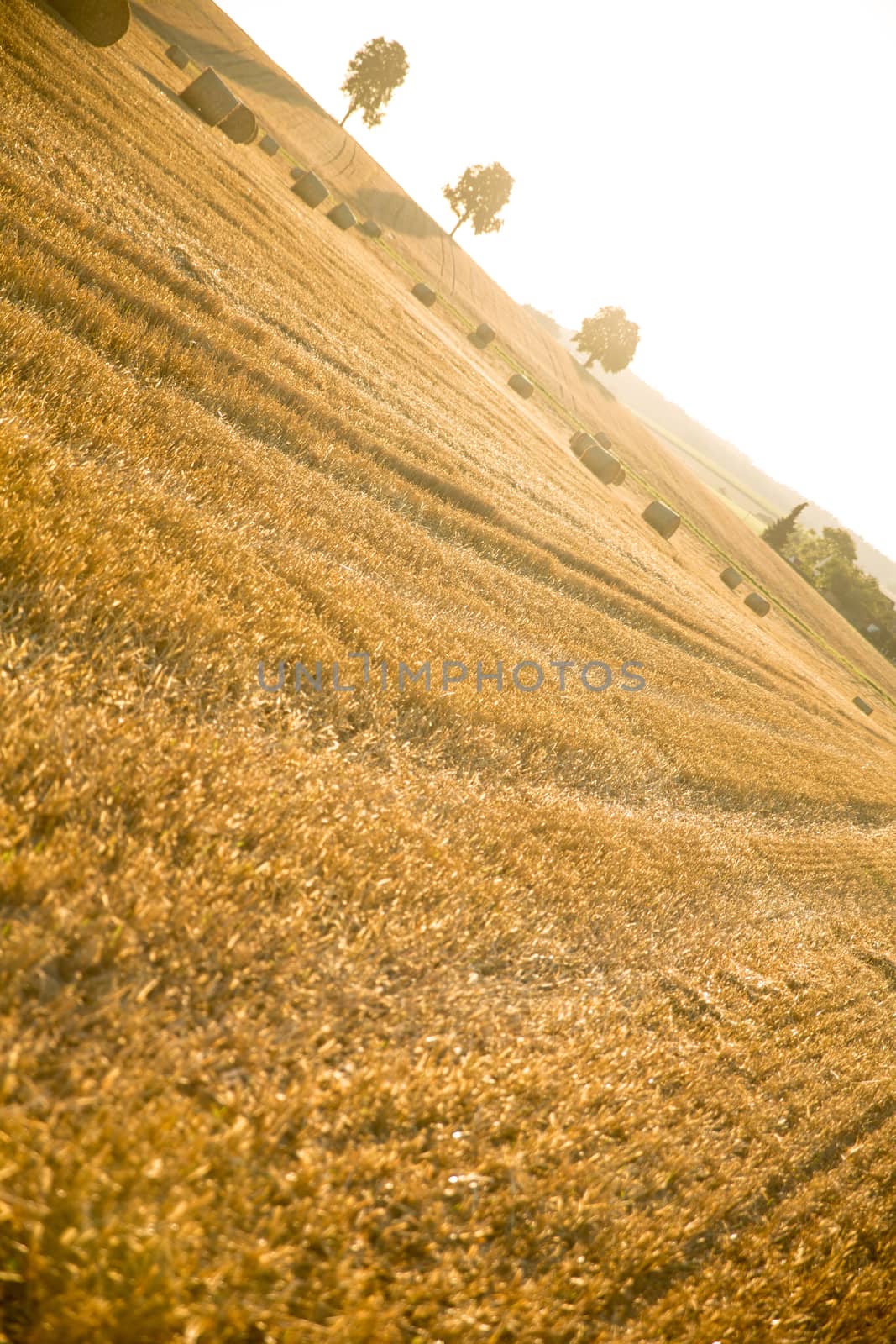 Evening after the Harvest in Bavaria, Germany.