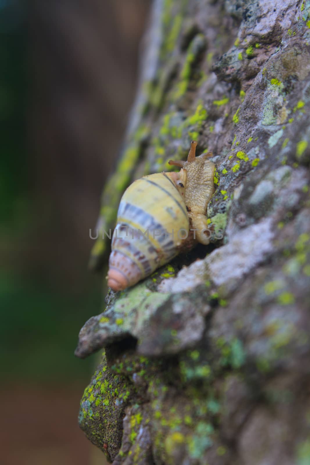 snail on the trunk tree in forest