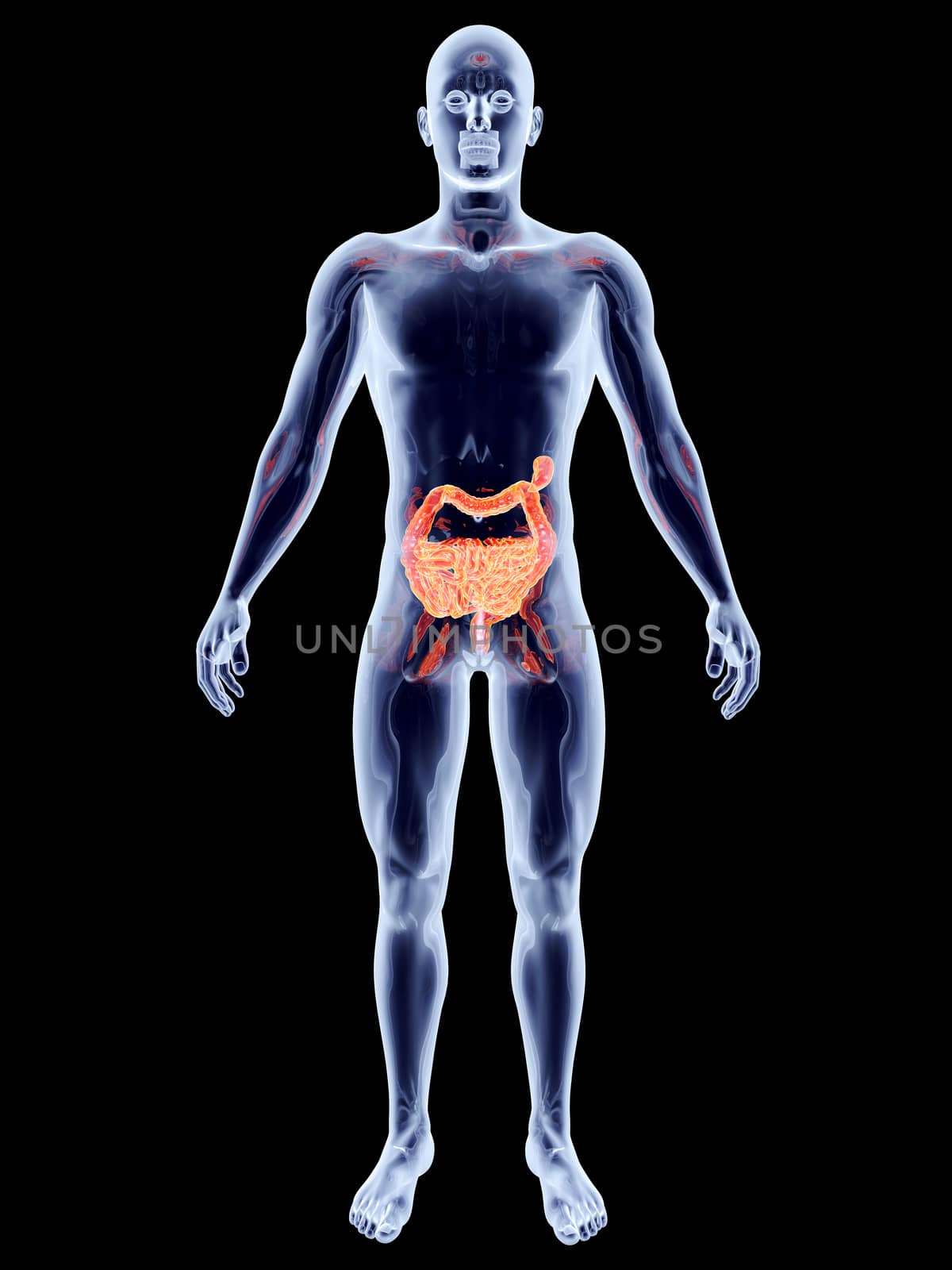 Internal Organs - Intestines	 by Spectral