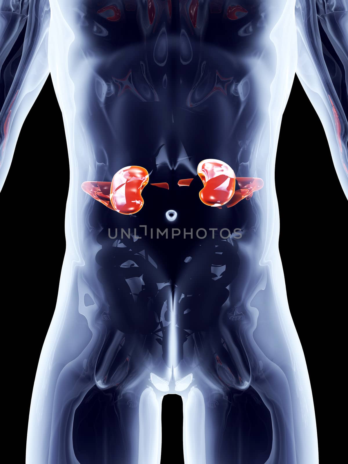 The Kidneys. 3D rendered anatomical illustration.