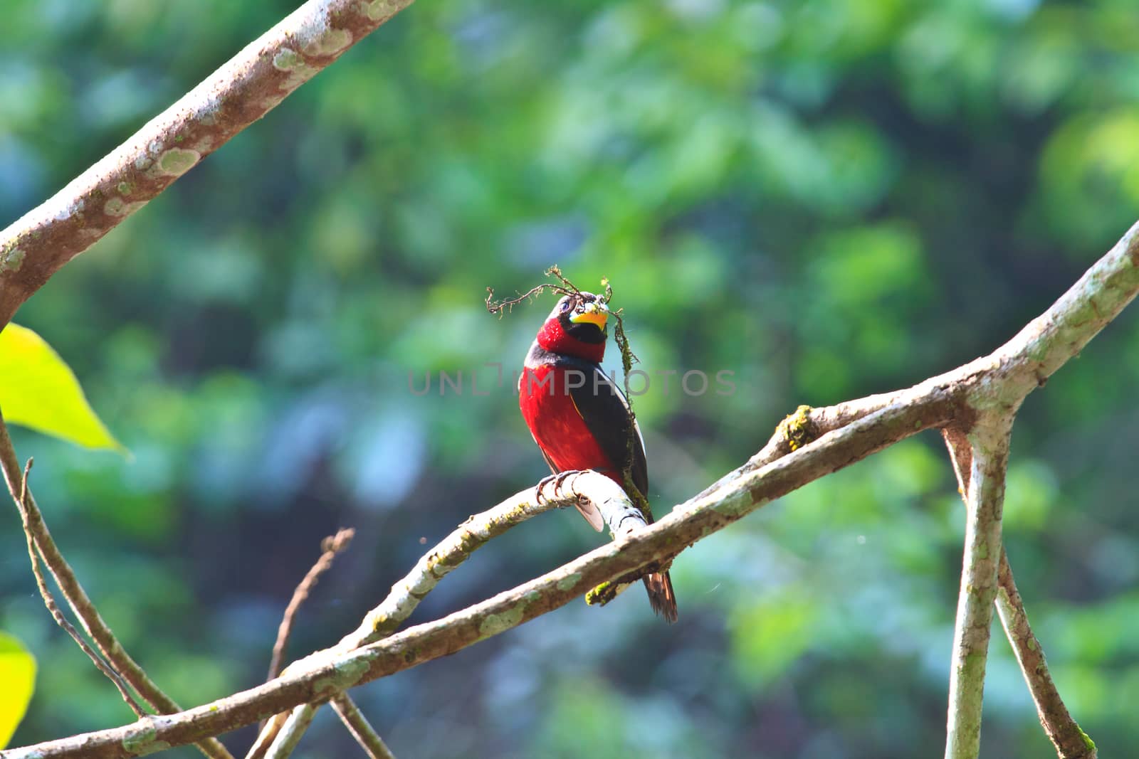 Colorful of black and red bird ( Black-and-Red broadbill (Cymbirhynchus macrorhynchos)) standing on a branch 