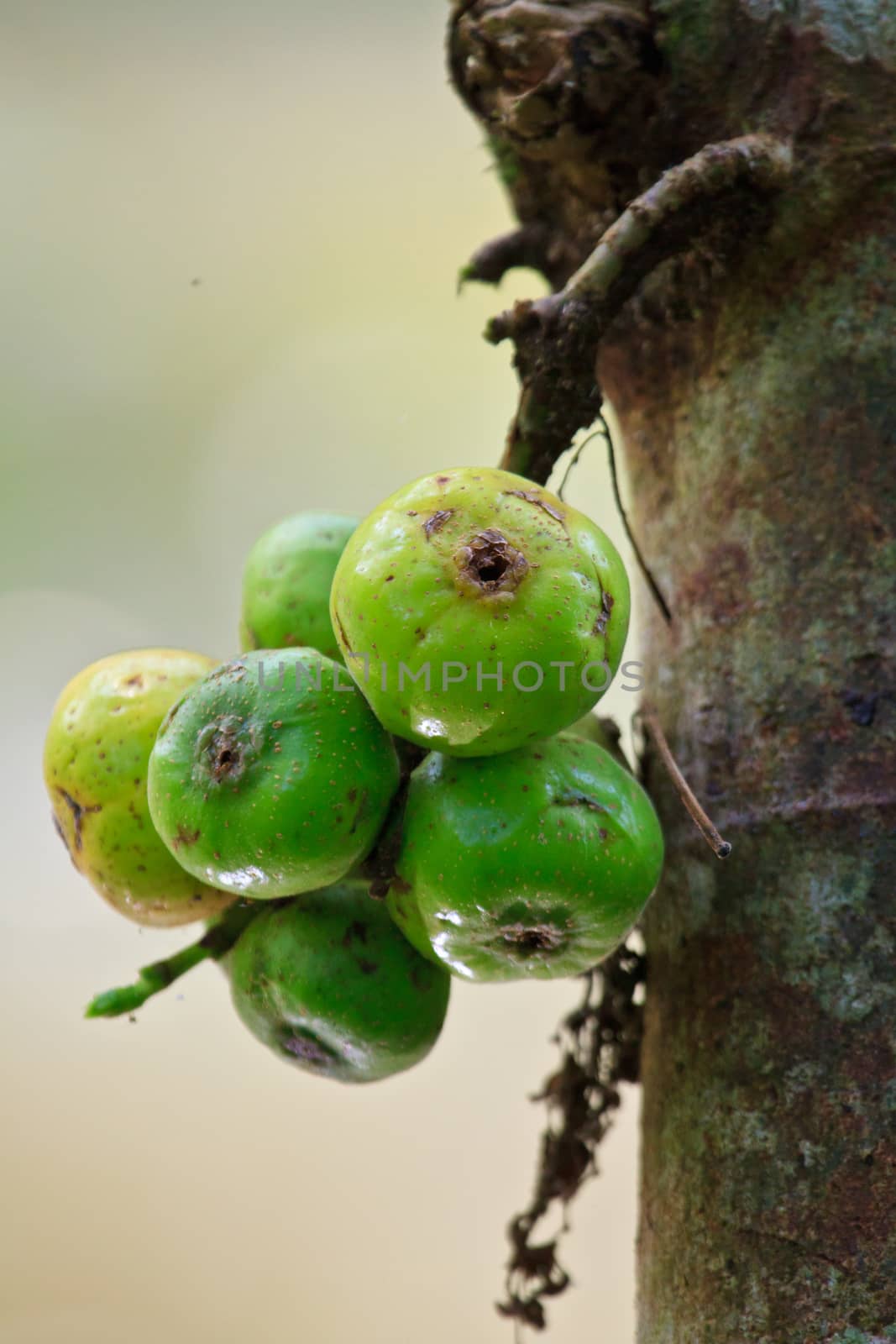 Fruits figs on the tree, Ficus carica
