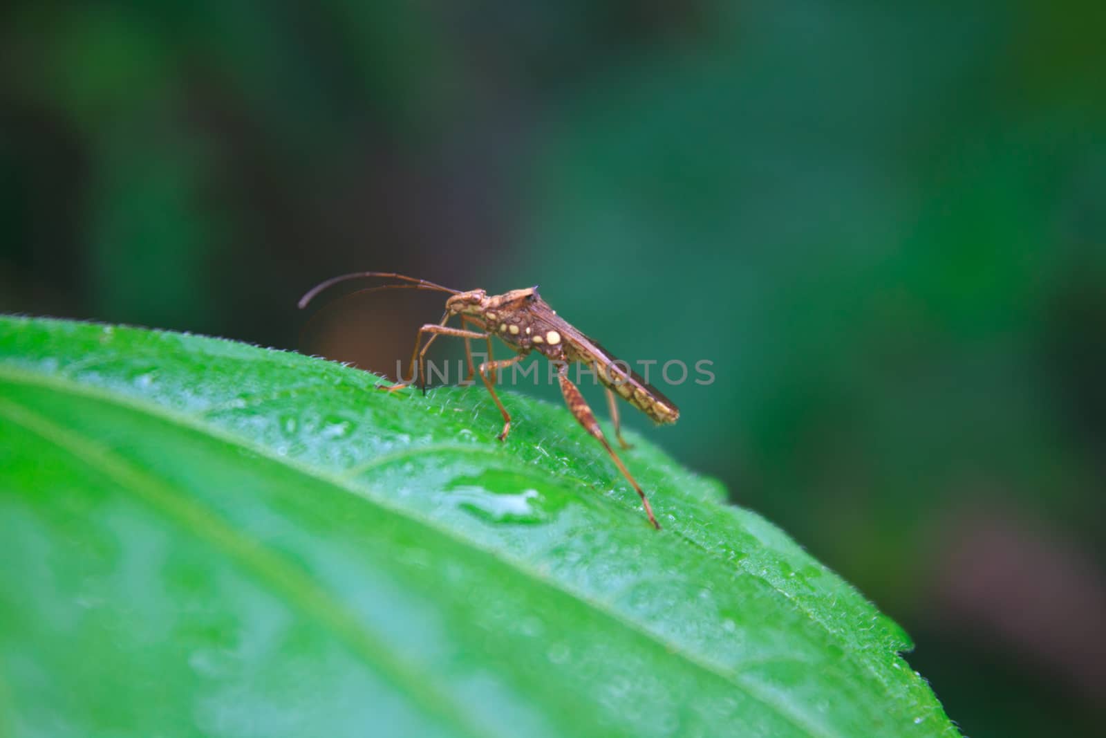 Insect on leaf, beautiful wildlife in nature
