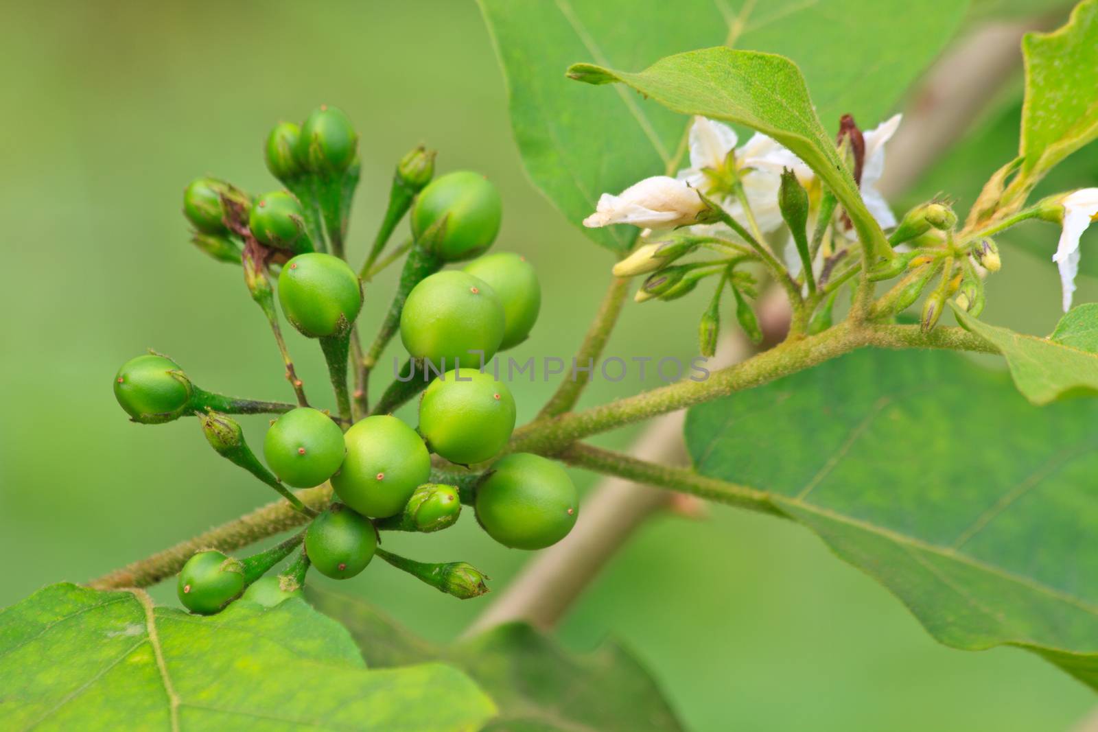 Pea Eggplant flower on tree in the garden