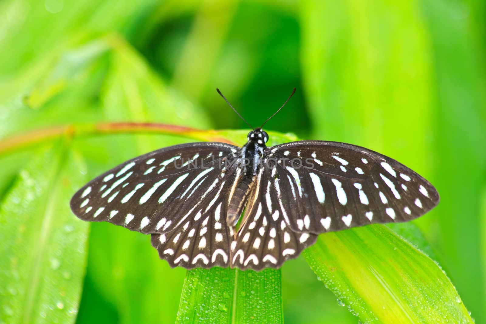 Beautiful Butterfly on leaf in a forest