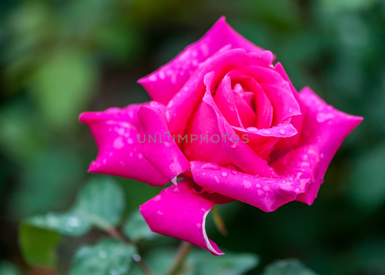 The  fresh pink rose after light rain in  Beijing Botanical Garden.