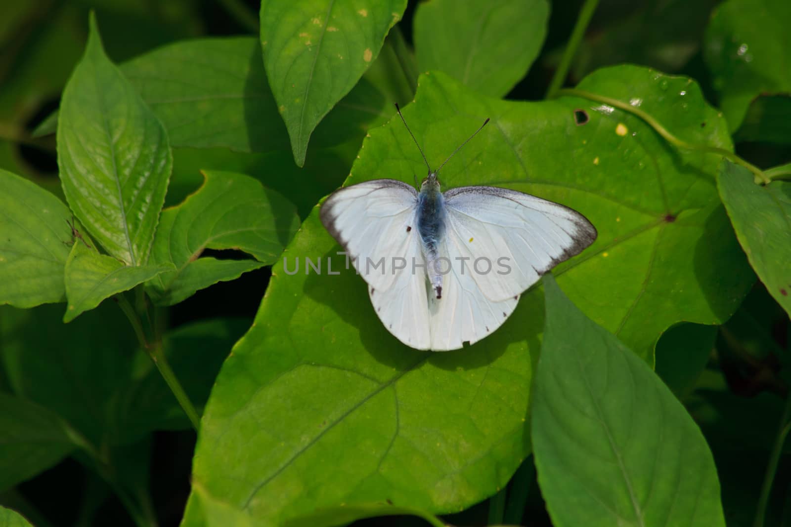 Beautiful Butterfly on leaf in a forest