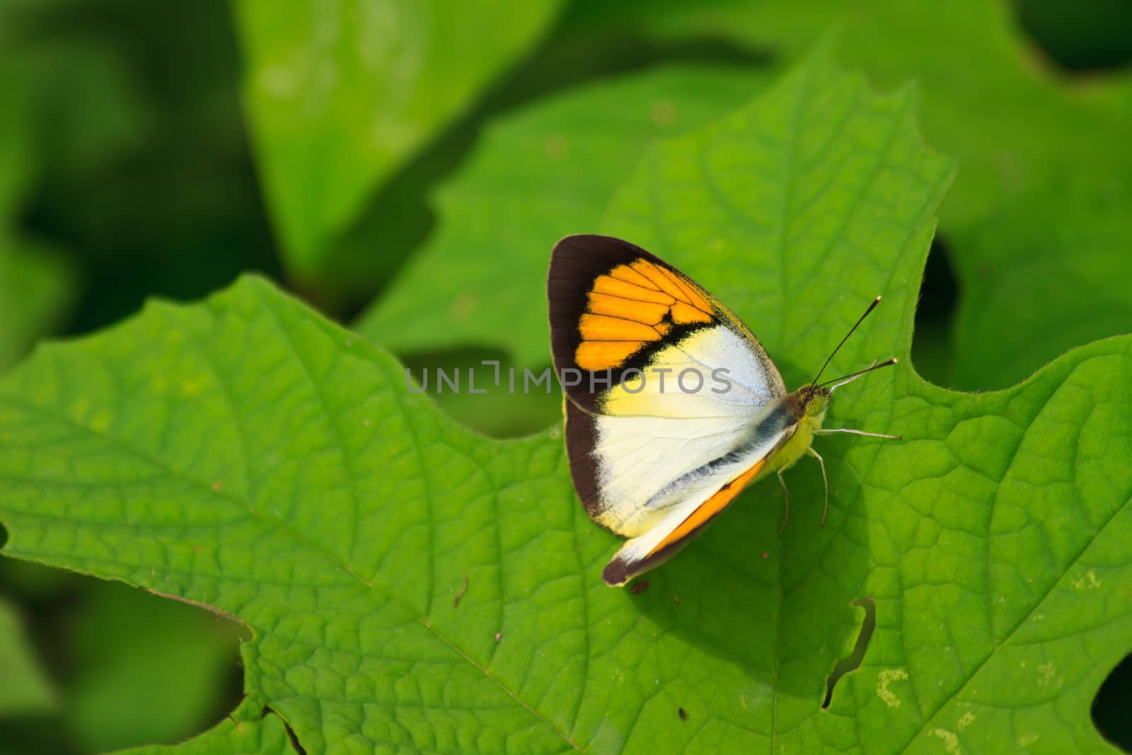 Beautiful Butterfly on leaf in a forest