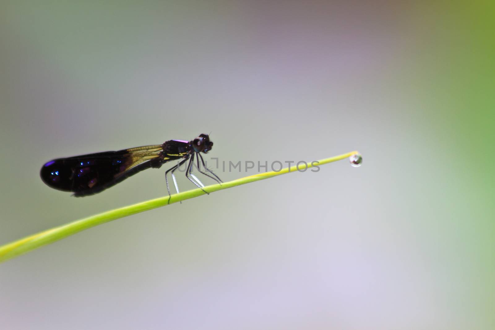 Dragonfly sitting on a branch of green grass with drop water