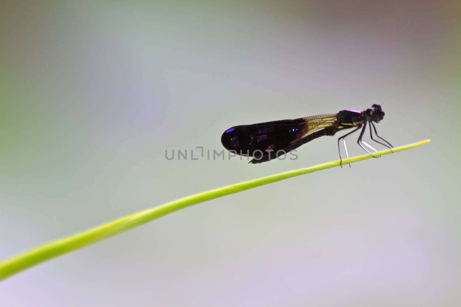 Dragonfly sitting on a branch of green grass with drop water