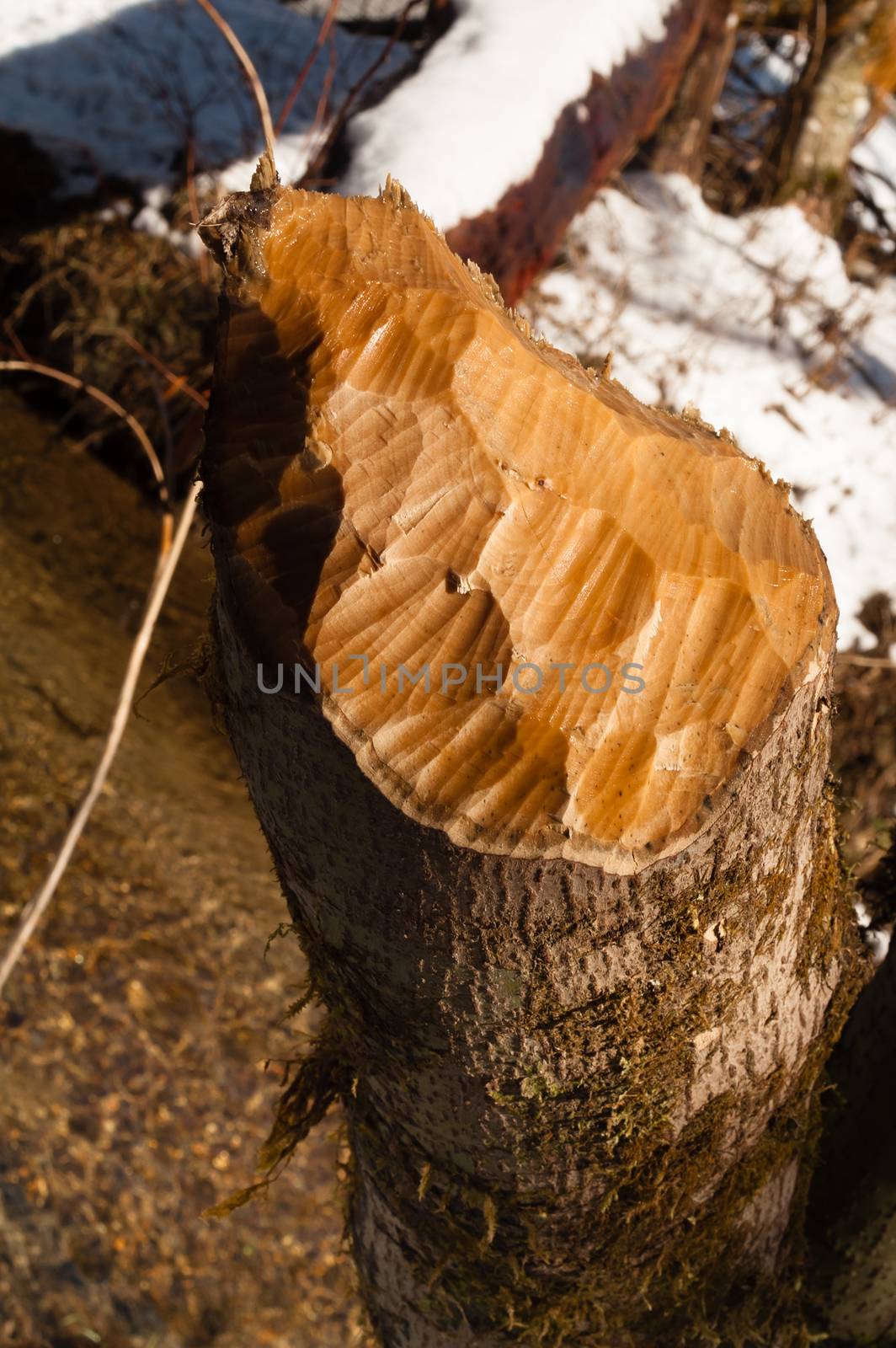A beautiful piece of wood with teeth marks of a beaver