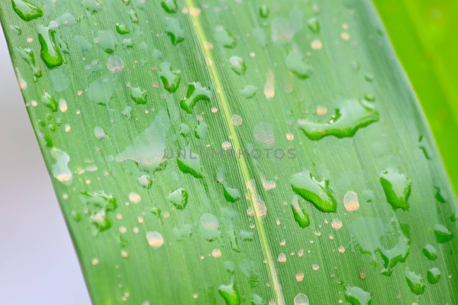 Close up of a leaf and water drops on it background