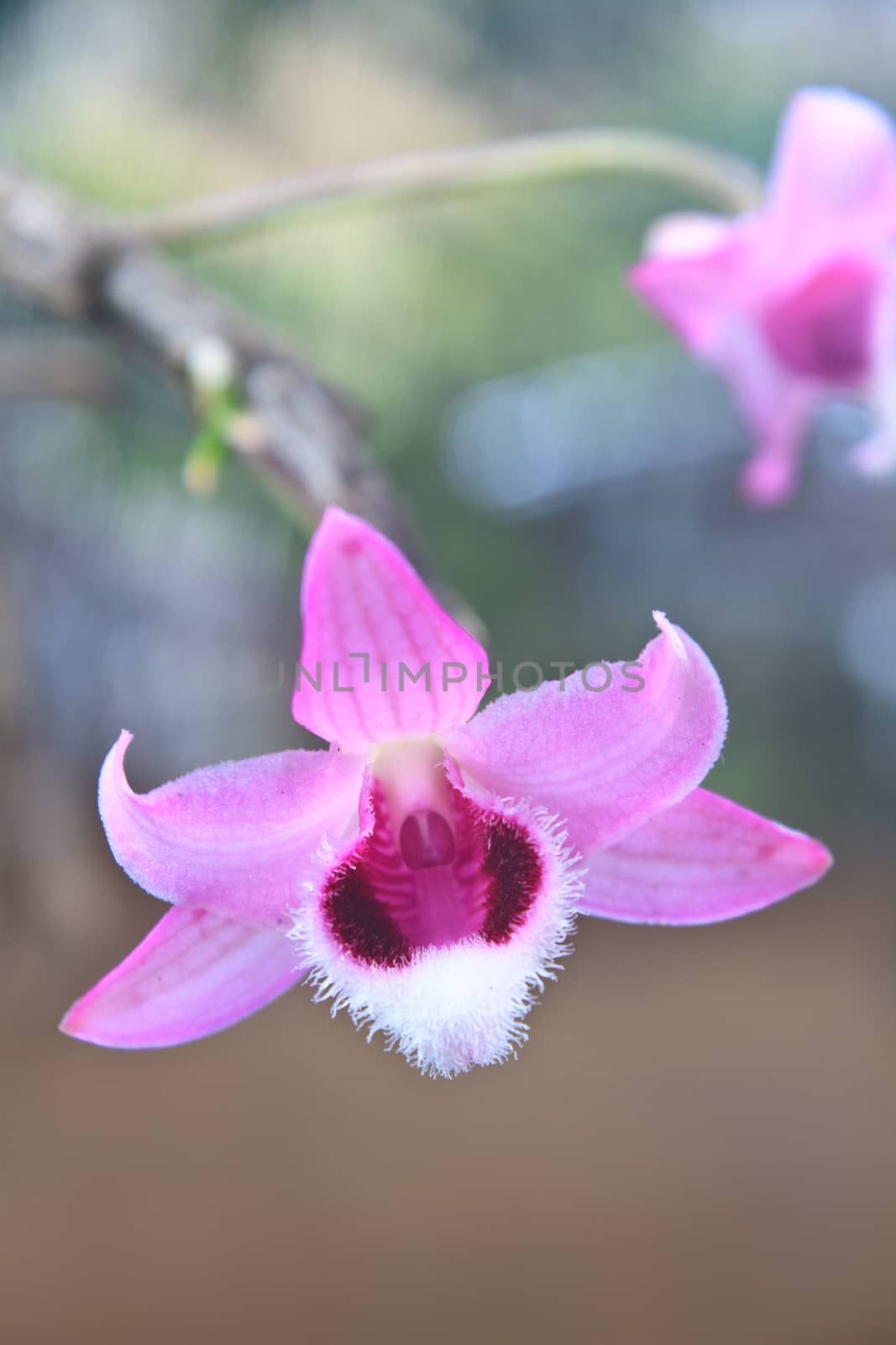 Dendrobium parishii Rare species wild orchids in forest of Thailand