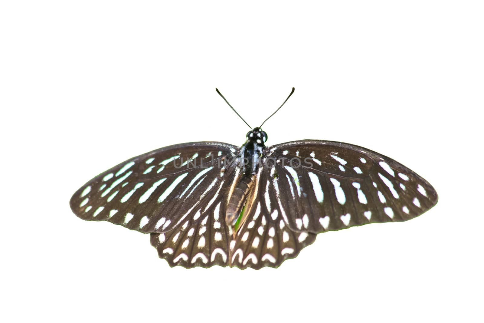 Beautiful Butterfly isolated on white background close up