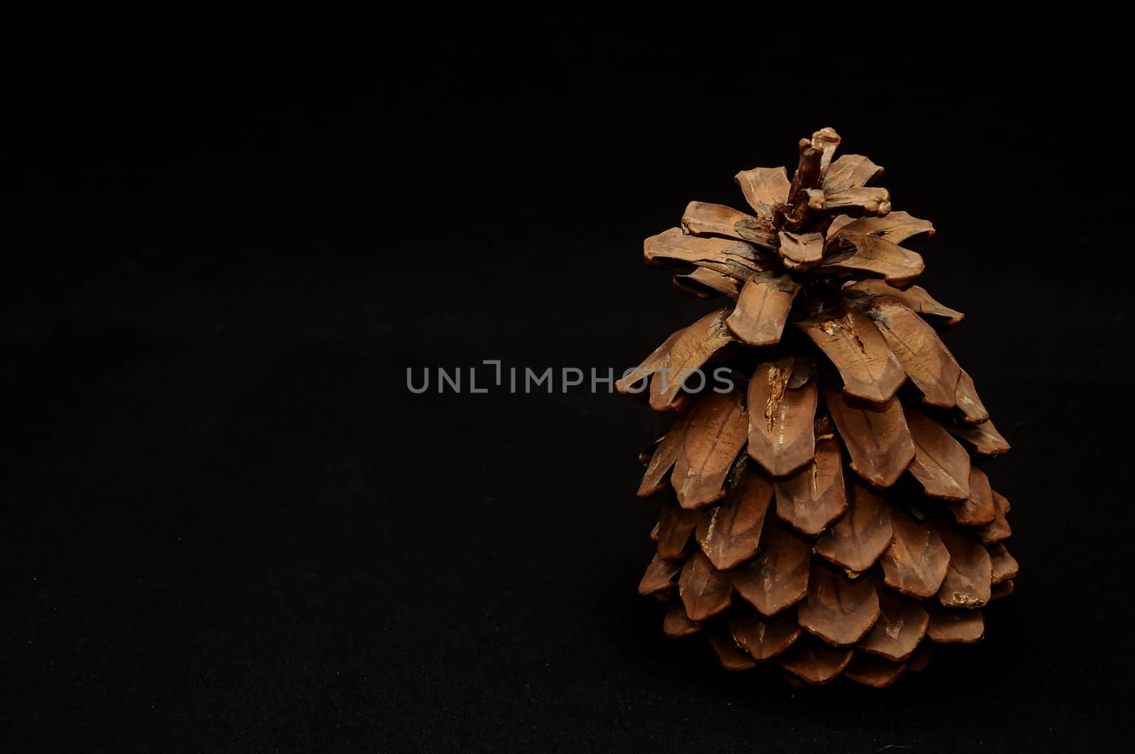 pine cone on black by underworld
