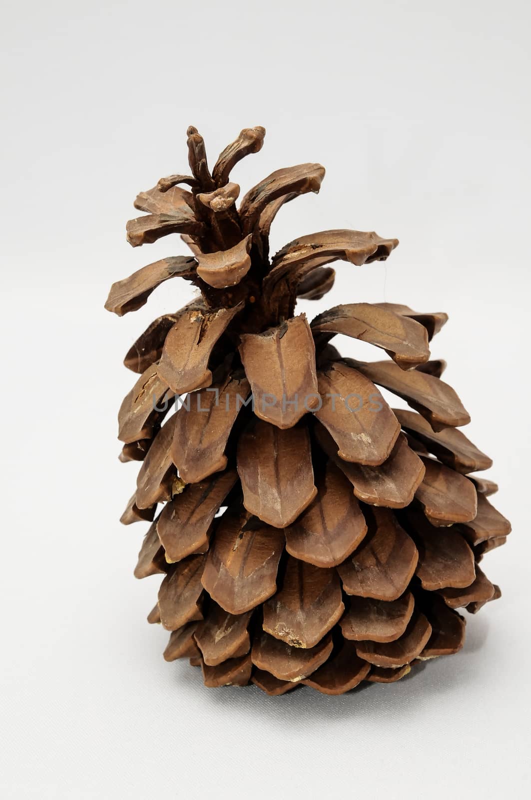 Pinus Ponderosa Pine Tree Pinecone on a white Background