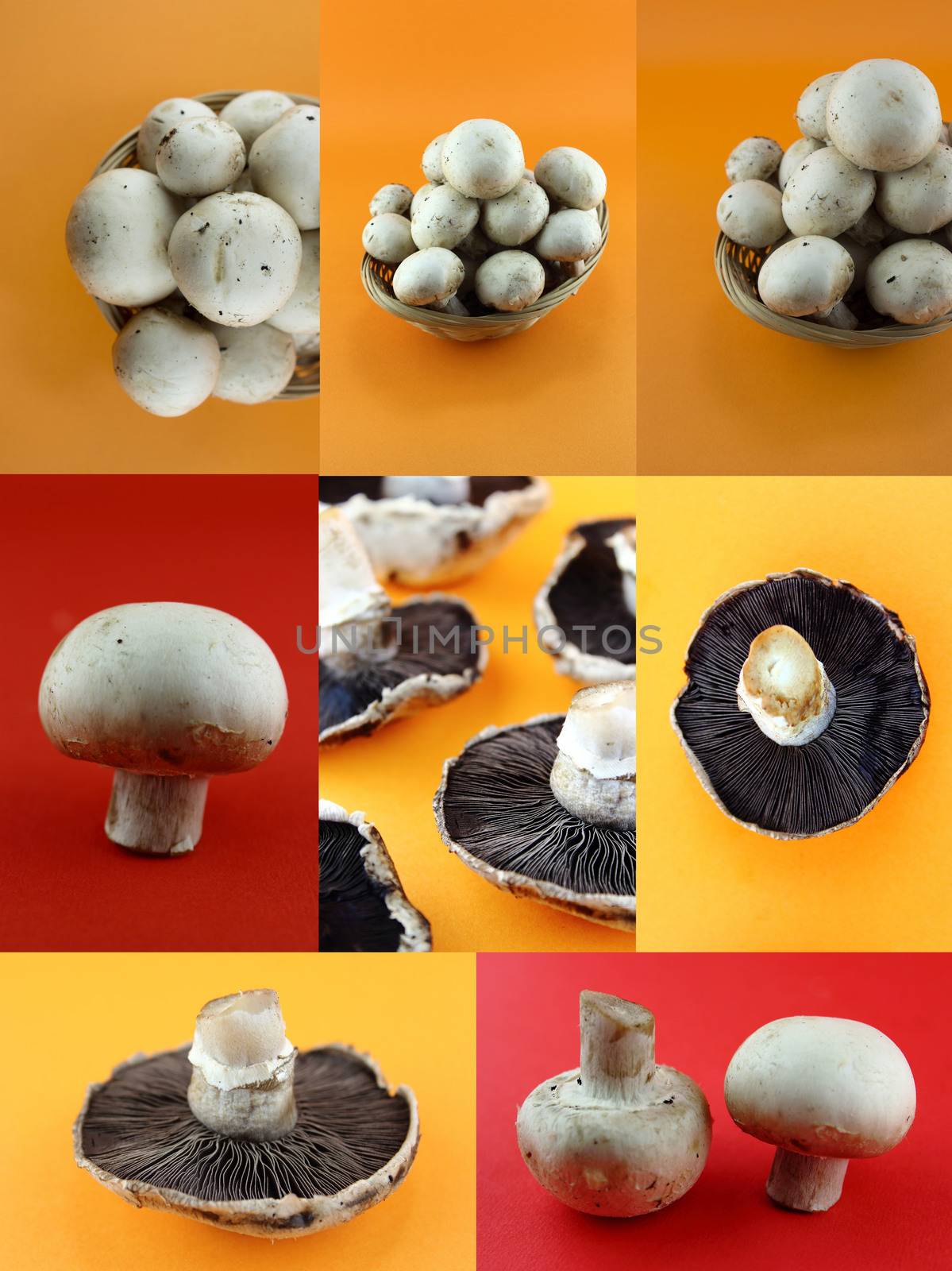 Healthy and organic food, Set of fresh mushrooms.