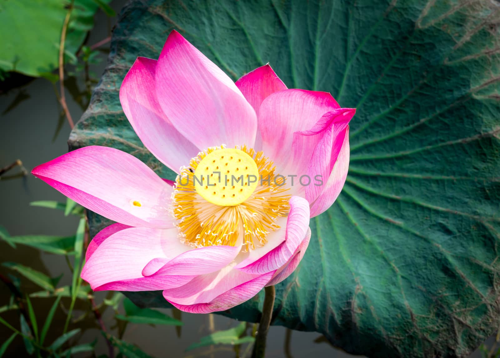 Pink lotus by apichart