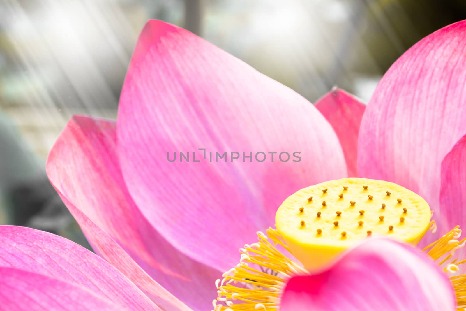 Pink lotus is blooming in the pond.