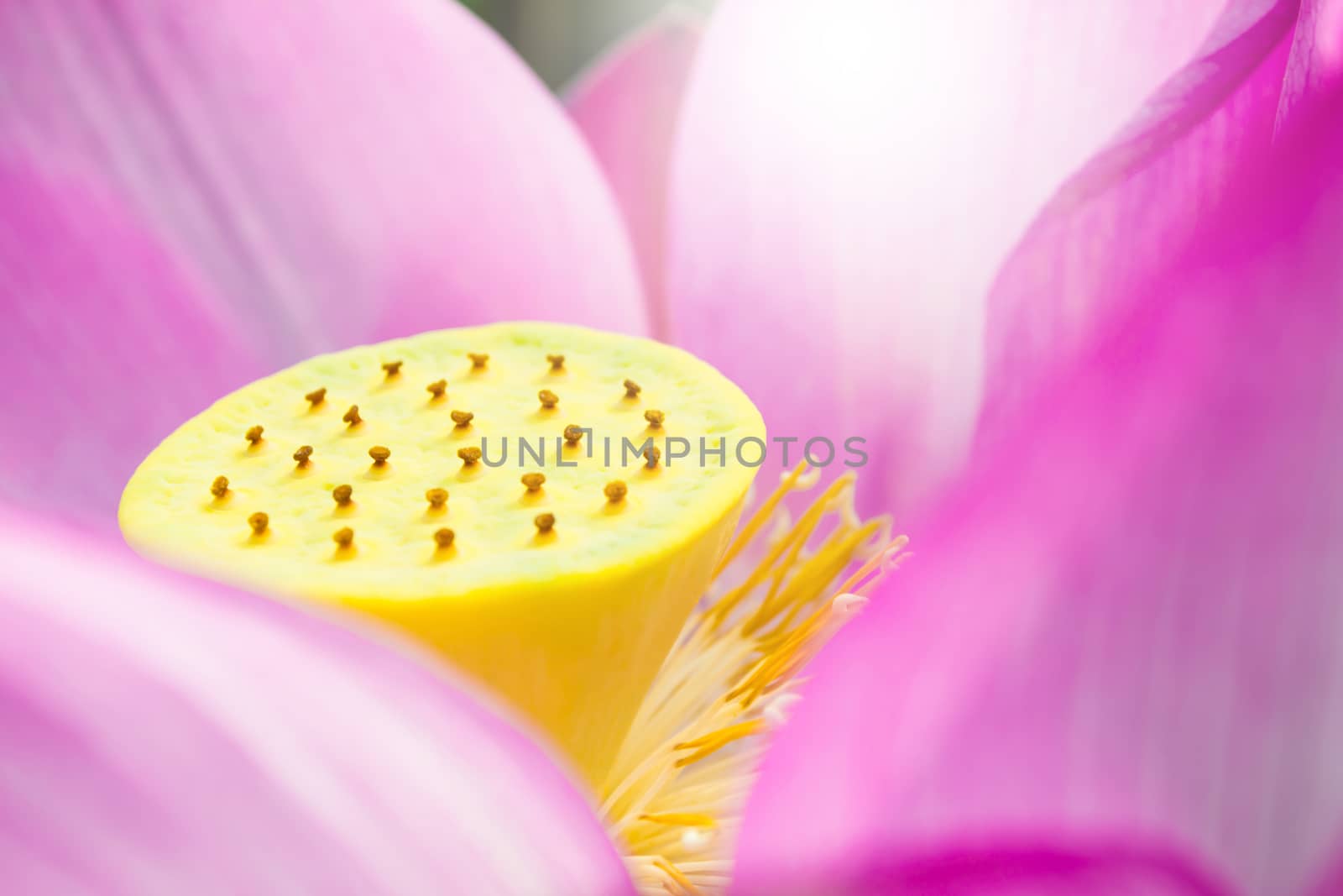 Pink lotus is blooming in the pond.