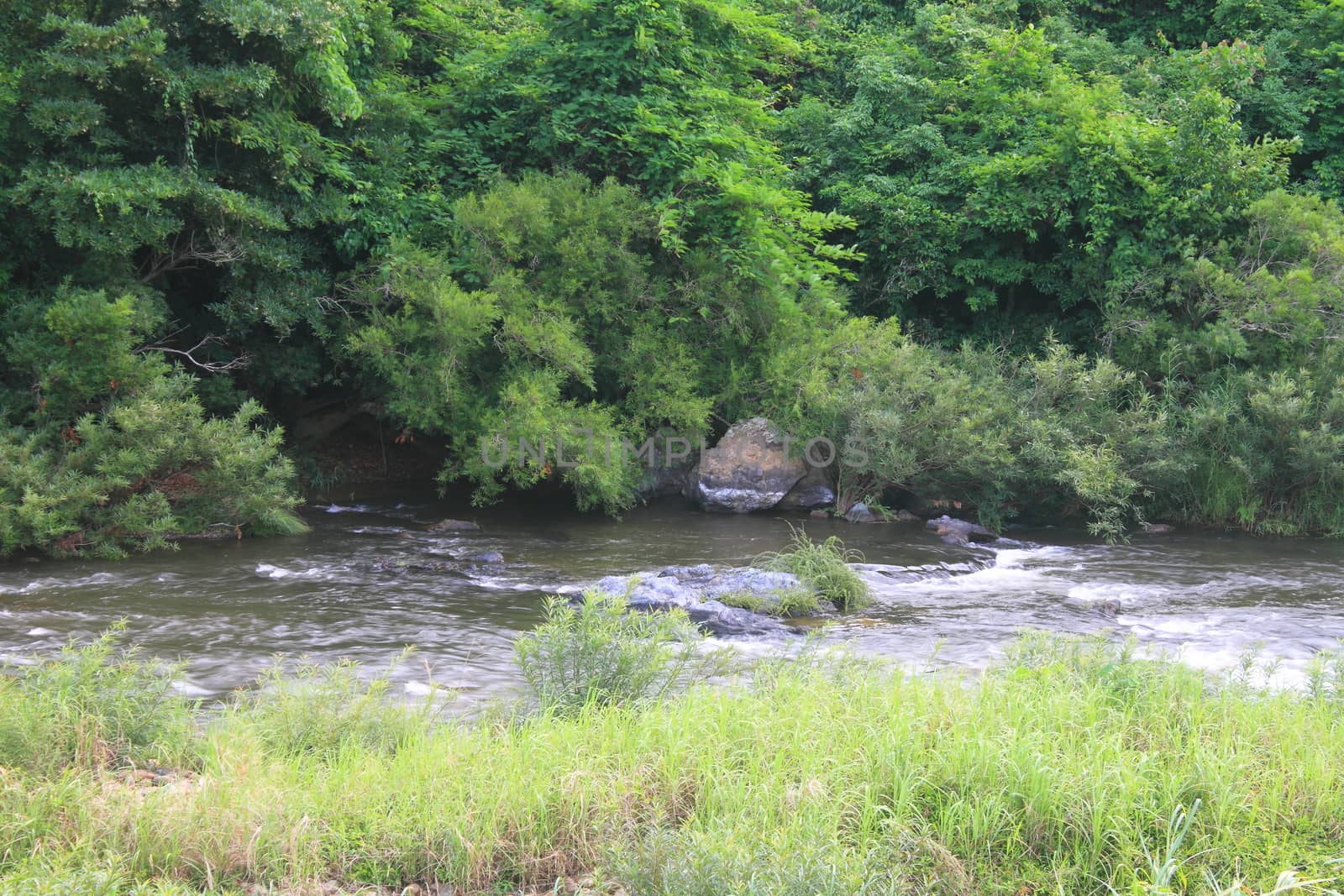 River in deep forest, river in evergreen forest in Thailand 