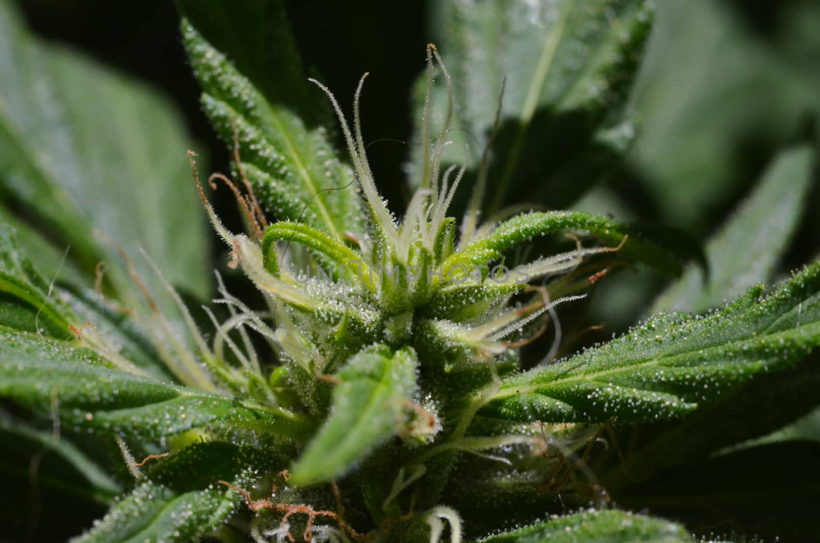 Blooming Cannabis Marijuana Green Buds Ripe Flowers