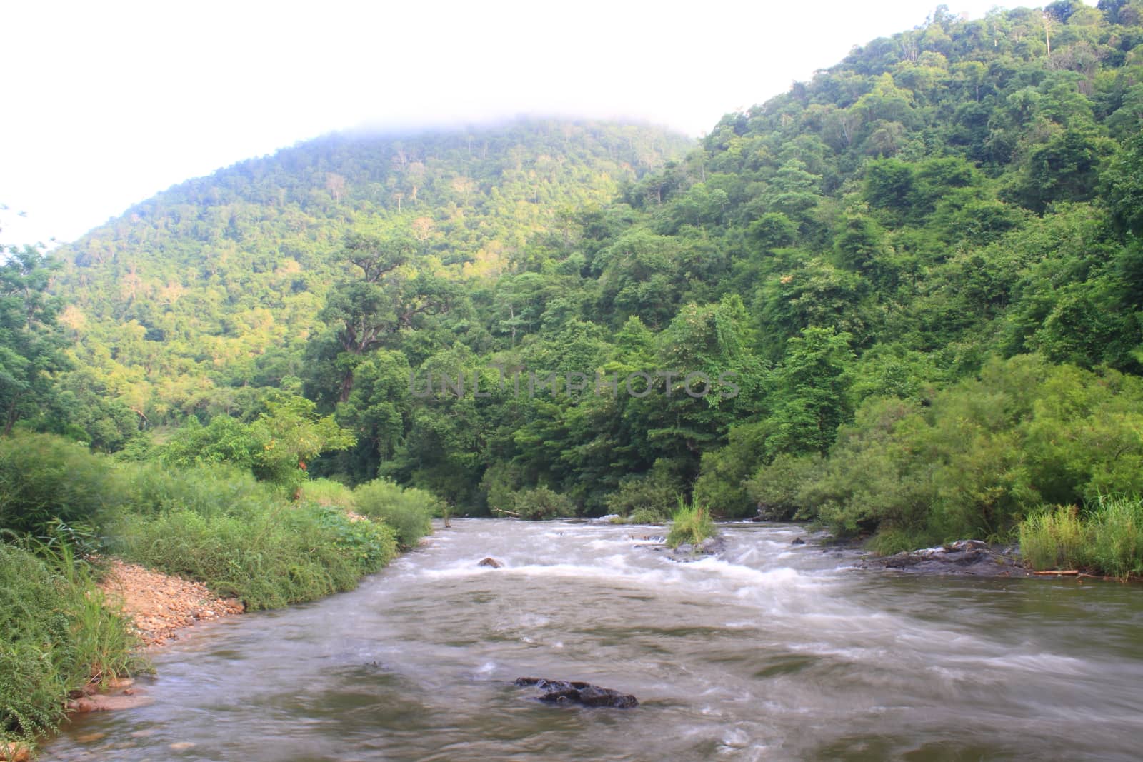 River in deep forest, river in evergreen forest in Thailand 