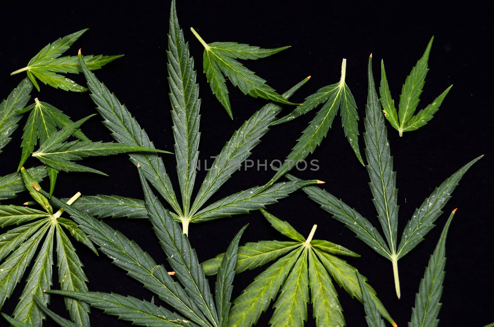 Cannabis Leaf Texture On a Black Background