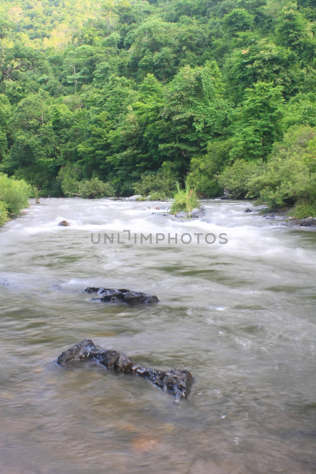 River in deep forest, river in evergreen forest in Thailand 