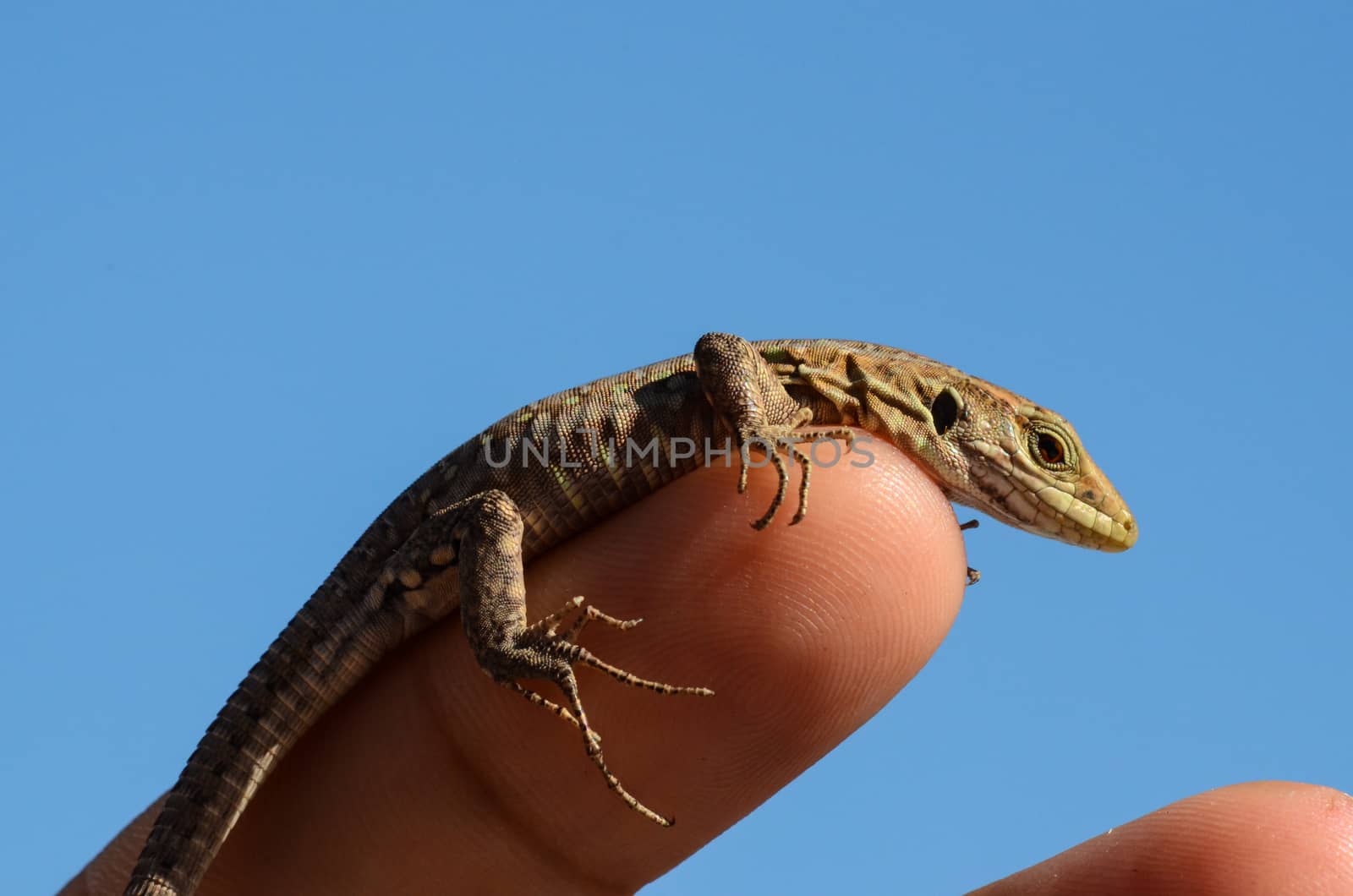Close up Portrait in Macro of a Common Lizard i