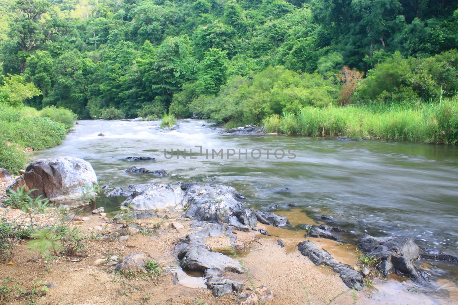 River in deep forest, river in evergreen forest in Thailand 