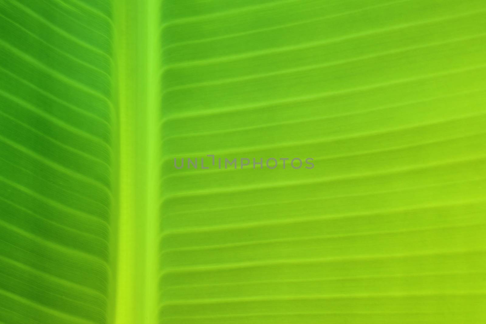 Background texture of banana leaf  by yod67