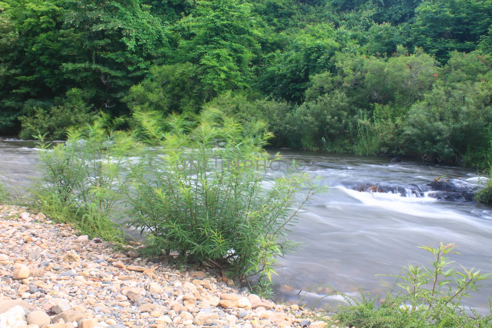 River in deep forest, river in evergreen forest in Thailand 