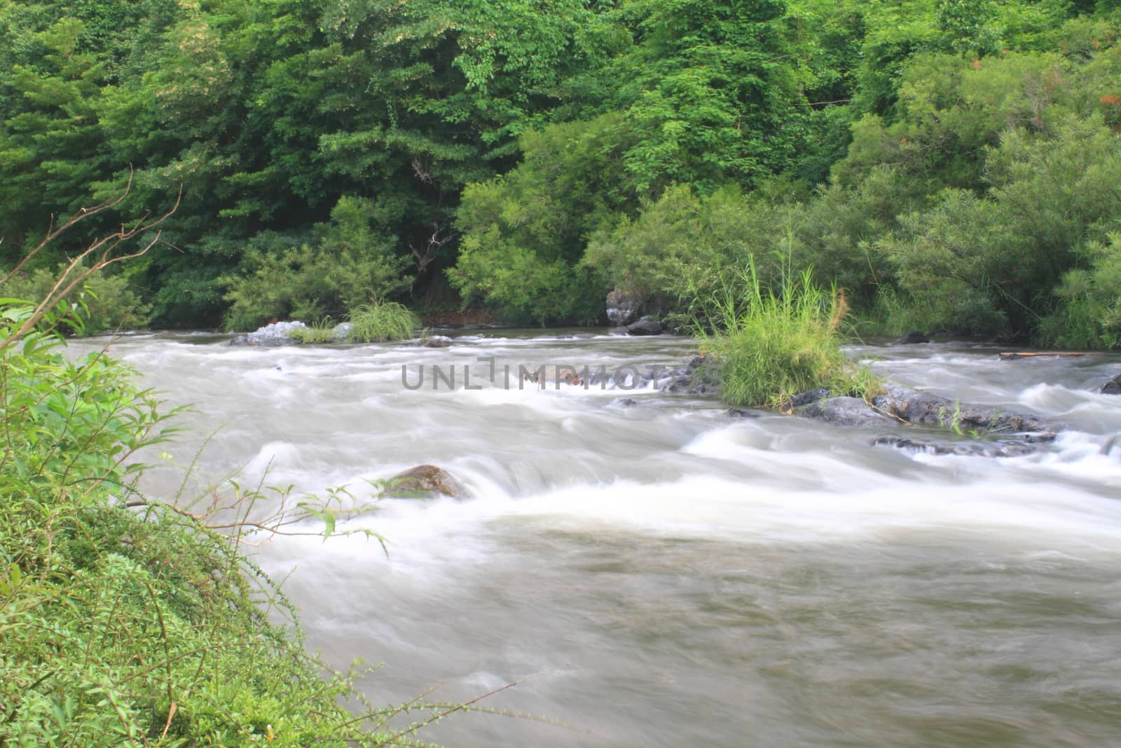 River in deep forest, river in evergreen forest in Thailand 