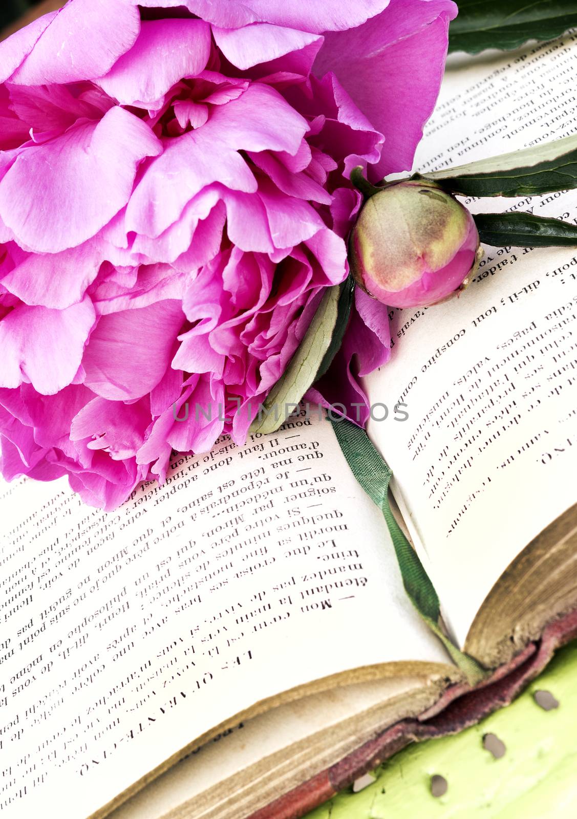 Romantic pink peonies with a old book in the garden