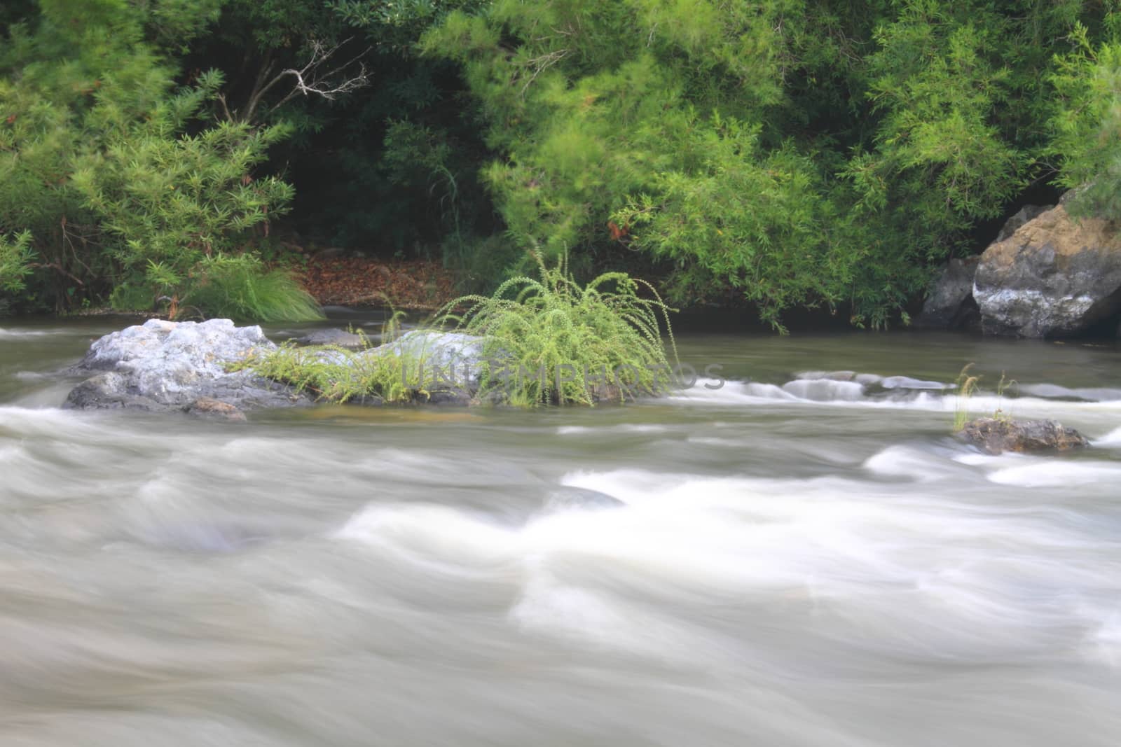 River in deep forest, river in evergreen forest in Thailand 