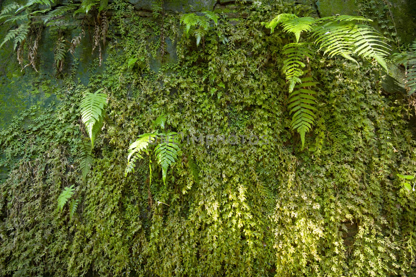 plant on old wall