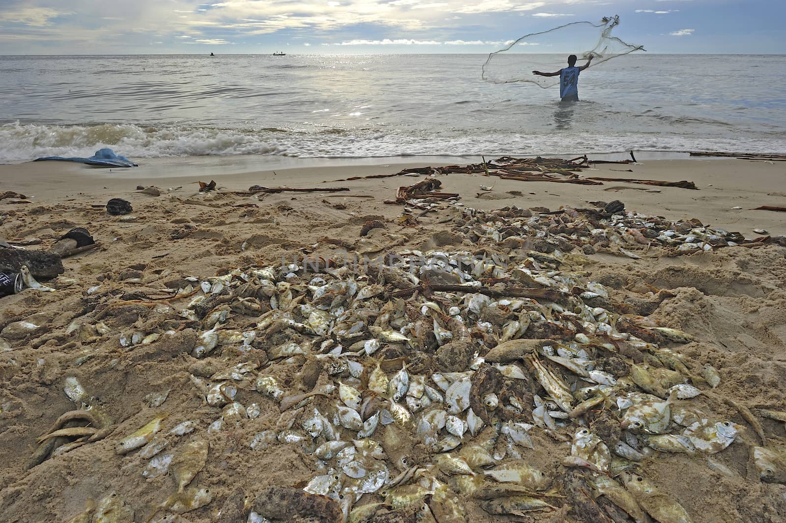 fish dead on the beach by think4photop