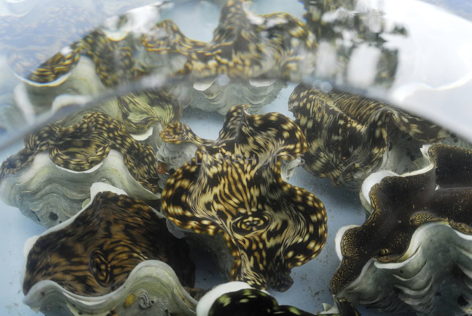 giant clam in tank wait for transplant by think4photop