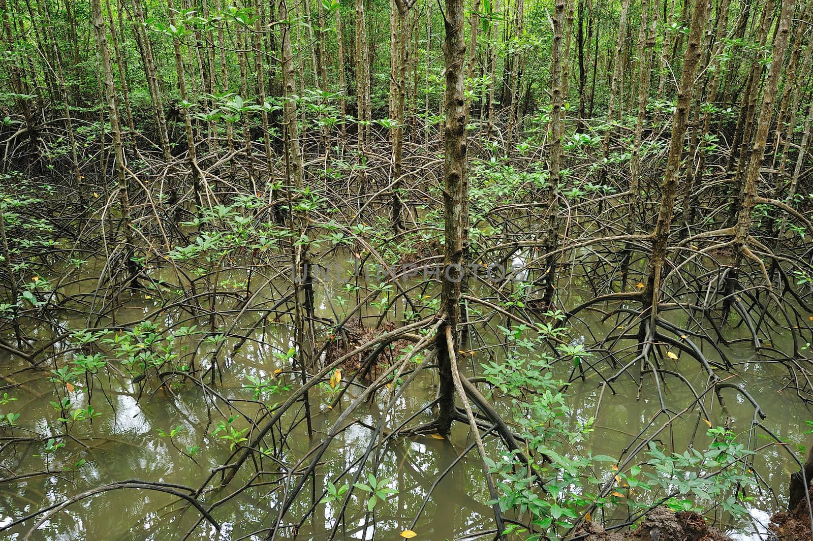 The forest mangrove at Songkra, Thailand. by think4photop