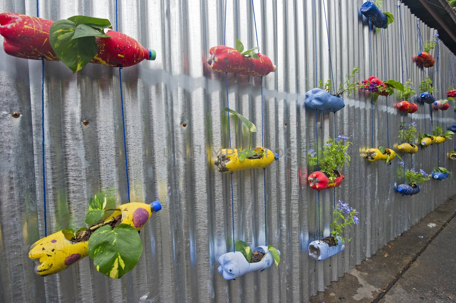 Hanging plant in recycle bottle on zinc wall.