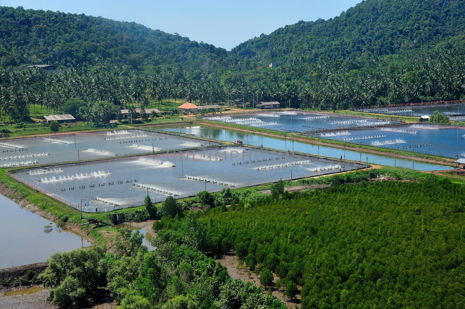 The Shrimp farming in thailand from aerial view.