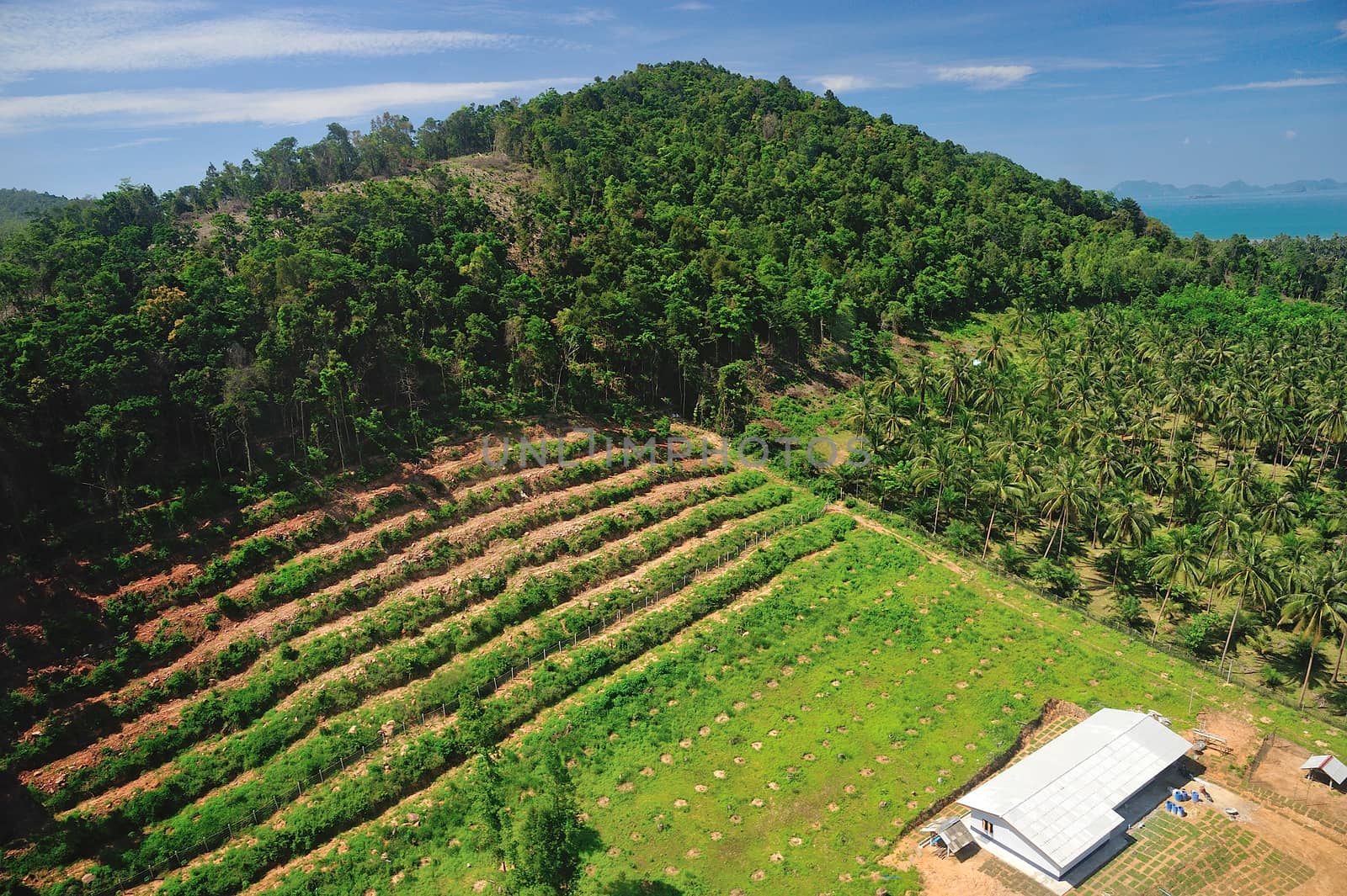 Rain forest destruction in thailand form Aerial view