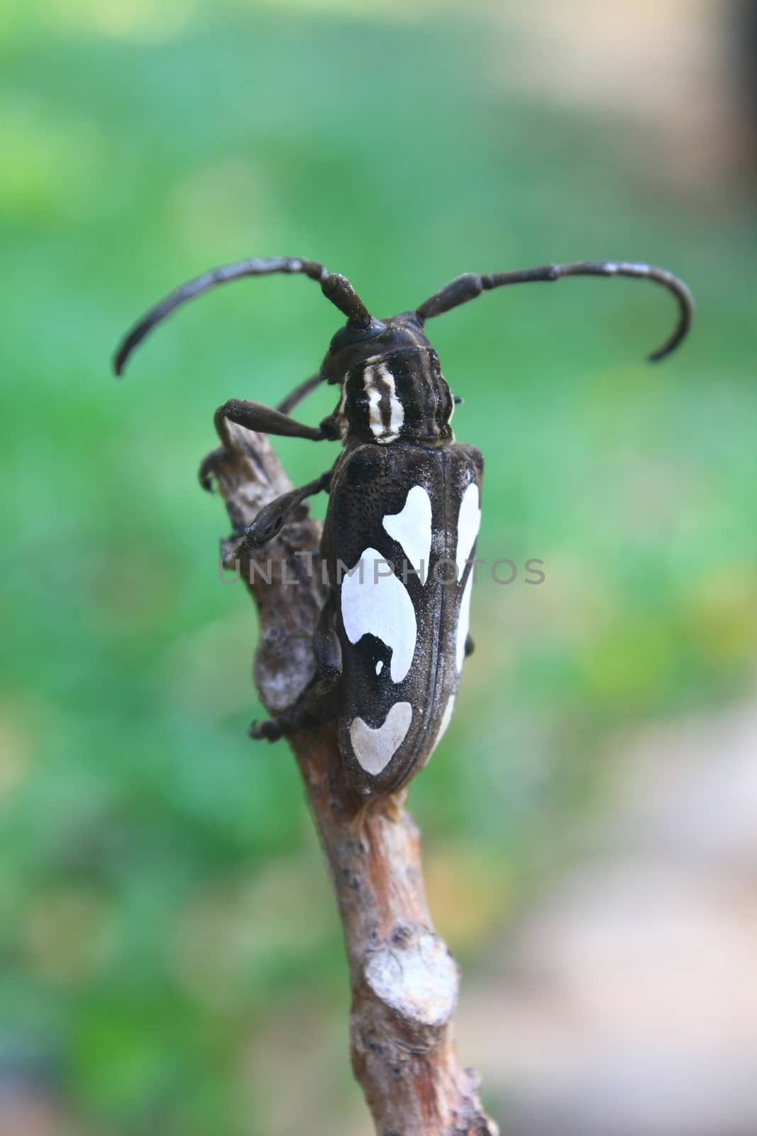 insect from Thailand, longhorn beetle in Genus Batocera