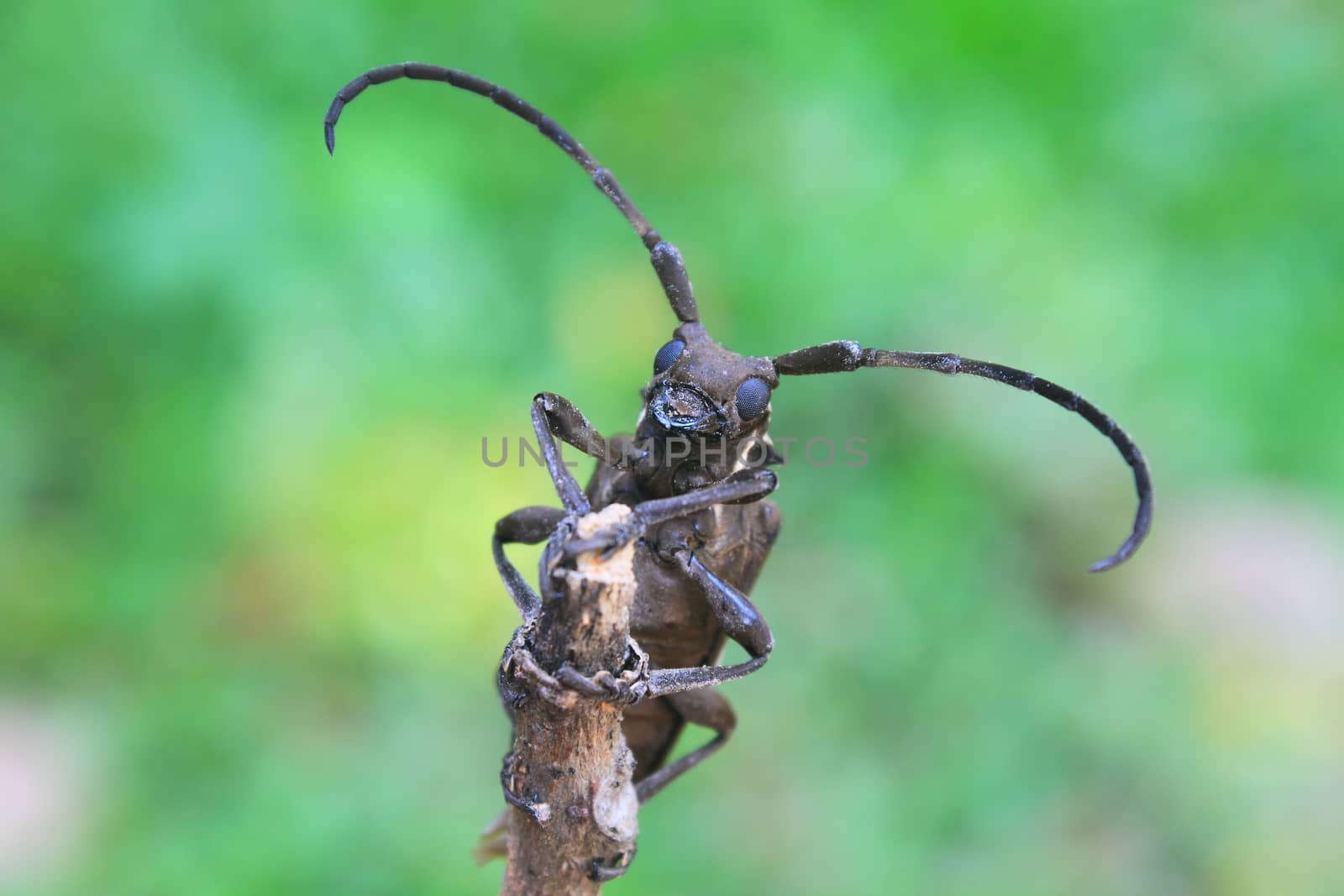 insect from Thailand, longhorn beetle in Genus Batocera